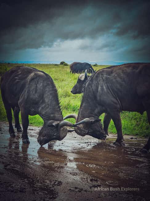 Lake Nakuru 2 Days 1 Night Safari. - Who Would Love This Tour?