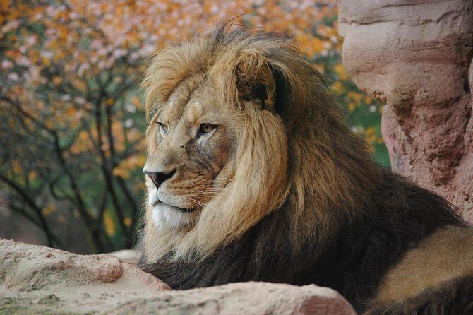 Lake Nakuru Day Tour From Nairobi - Transportation & Comfort