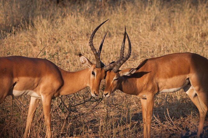 Lake Nakuru Day Tour From Nairobi - Who This Tour Is Best For