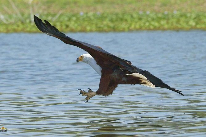 Lake Nakuru Day Tour From Nairobi - The Sum Up