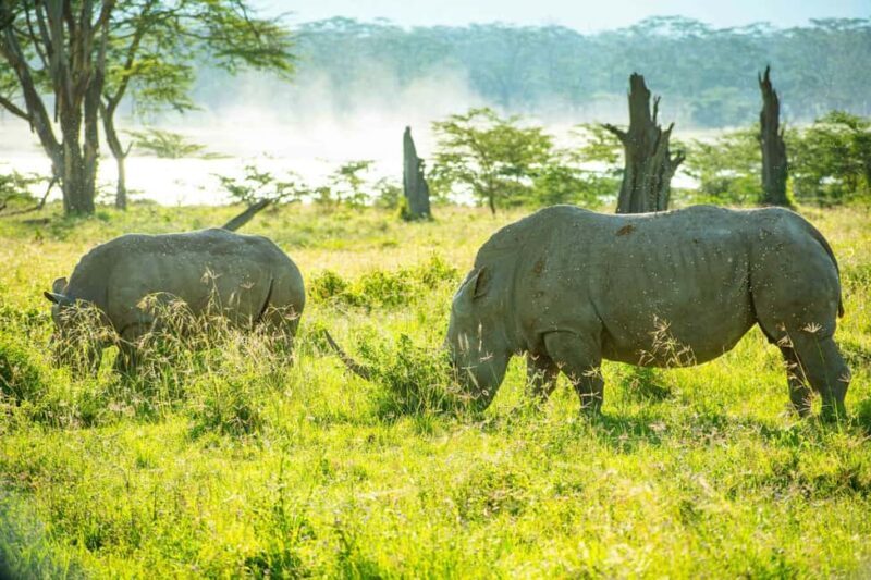 Lake Nakuru day trip from Nairobi - Key Points