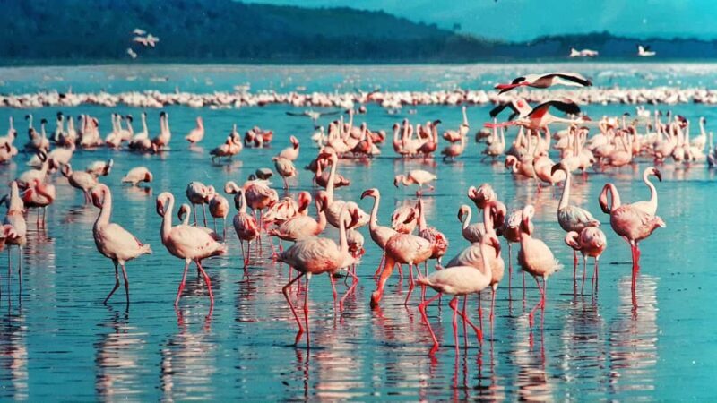 Lake Nakuru day trip from Nairobi - The Journey from Nairobi to Lake Nakuru