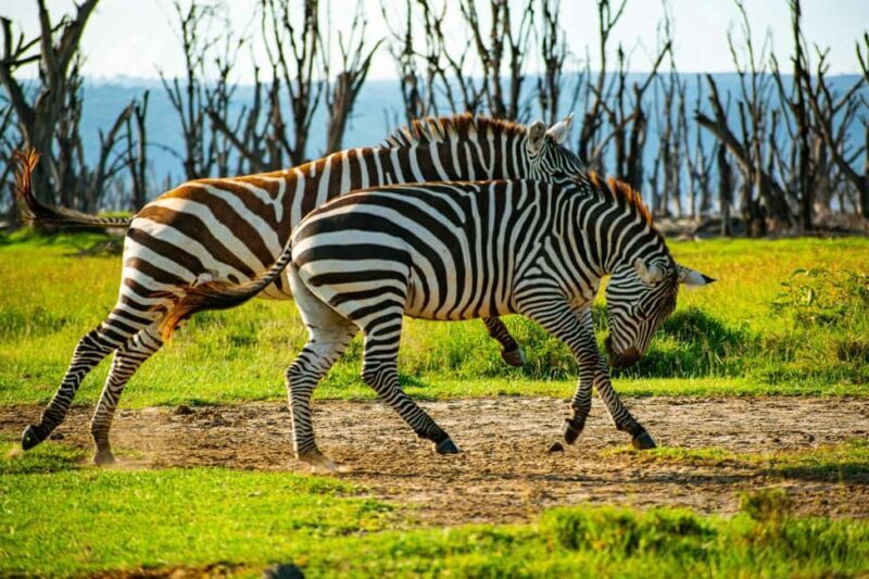 Lake Nakuru day trip from Nairobi - Wildlife Watching and Photography