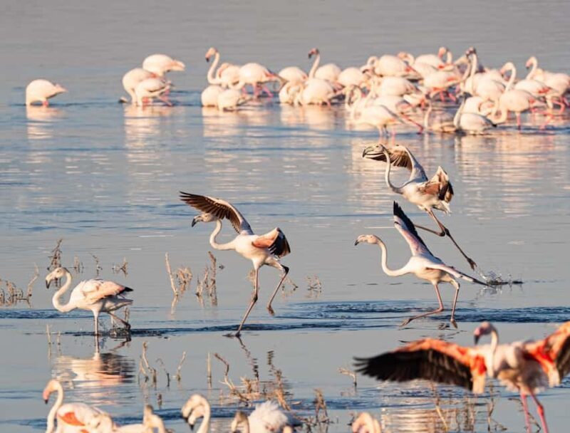 Lake Nakuru day trip from Nairobi - Cost and Value