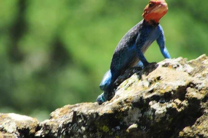 Lake Nakuru Day Trip Safari & Optional Lake Naivasha Boat - A Practical Guide to the Full-Day Safari