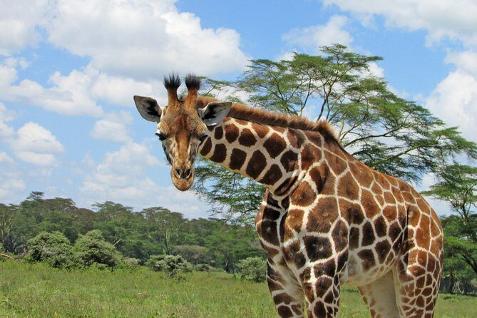 Lake Nakuru Day Trip Safari & Optional Lake Naivasha Boat - The Sum Up