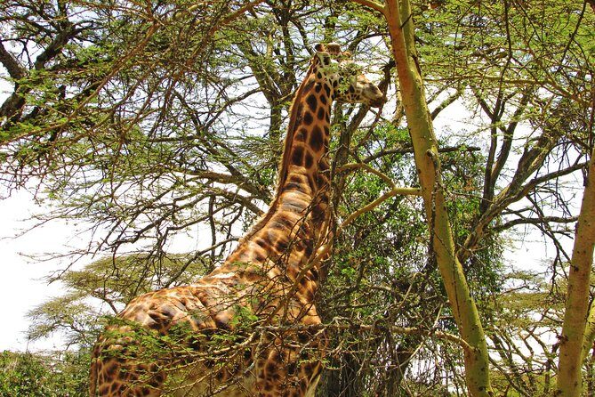 Lake Nakuru Day Trip Safari & Optional Lake Naivasha Boat - FAQ