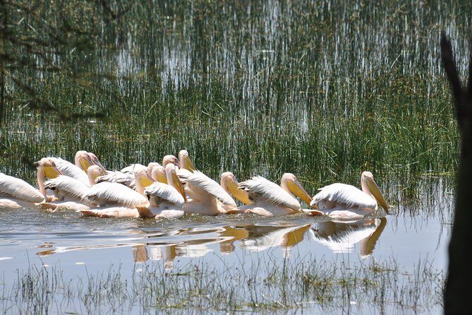 Lake Nakuru Daytrip using Safari Landcruiser - The Experience of Lake Nakuru Daytrip