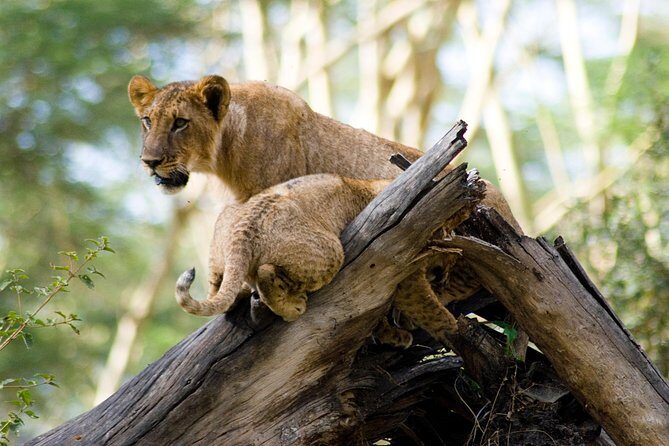 Lake Nakuru Daytrip using Safari Landcruiser - The Sum Up