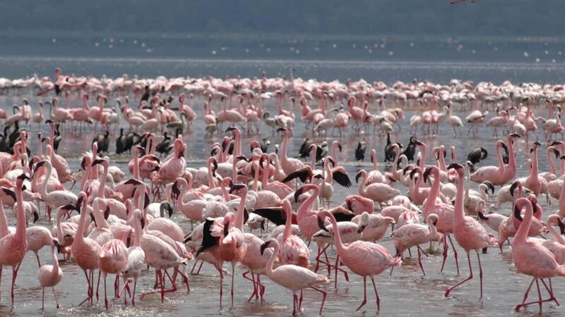 Lake Nakuru & Naivasha National Park Wildlife Highlights - Key Points