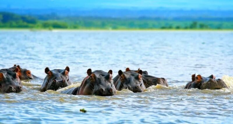Lake Nakuru & Naivasha National Park Wildlife Highlights - Final Thoughts