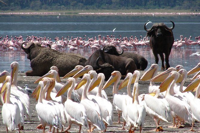 Lake Nakuru National Park & Boat Ride at Lake Naivasha Day Tour From Nairobi - Key Points