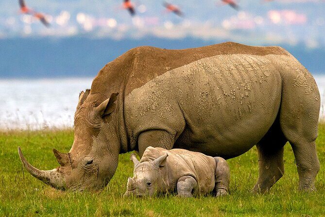 Lake Nakuru National Park & Boat Ride at Lake Naivasha Day Tour From Nairobi - An In-Depth Look at the Experience