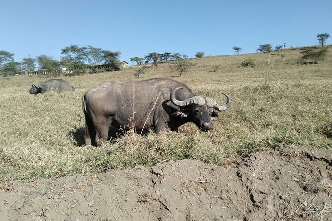 Lake Nakuru National Park Day Tour - Key Points