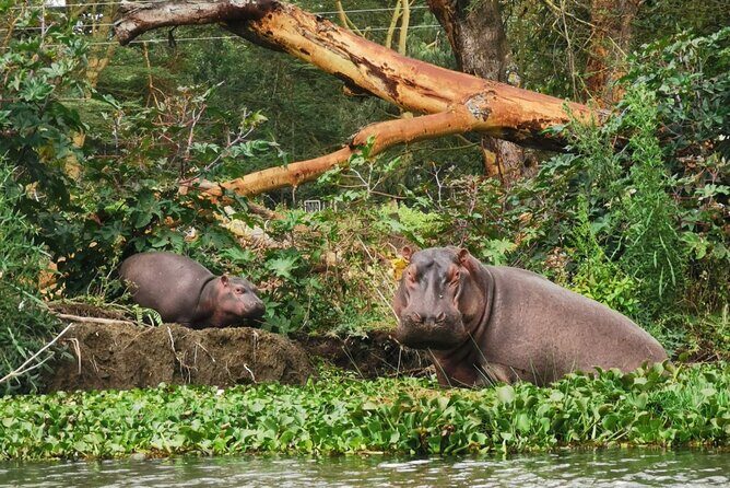 Lake Nakuru National Park Day Tour - Introduction to the Tour Experience