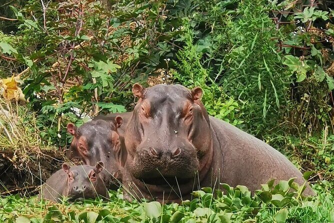 Lake Nakuru National Park Day Tour - Practicalities and What to Expect