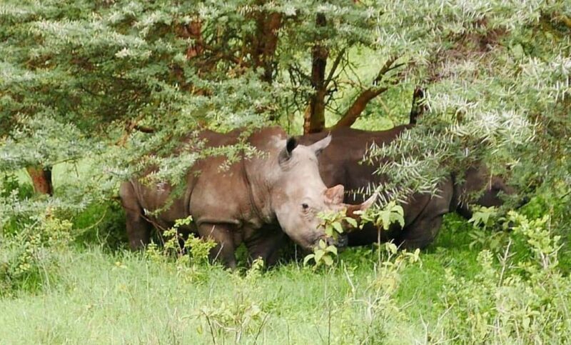 Lake Nakuru National Park Day Tour from Nairobi - Exploring the Lake Nakuru National Park Day Tour from Nairobi