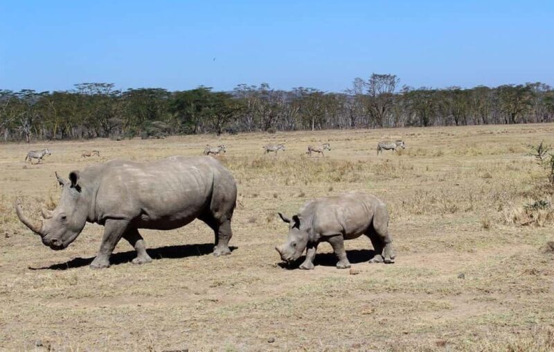 Lake Nakuru National Park Day Tour from Nairobi - Is This Tour Right for You?