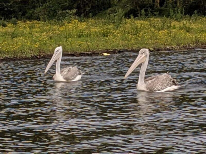 Lake Nakuru National Park Day Tour from Nairobi - Final Takeaway