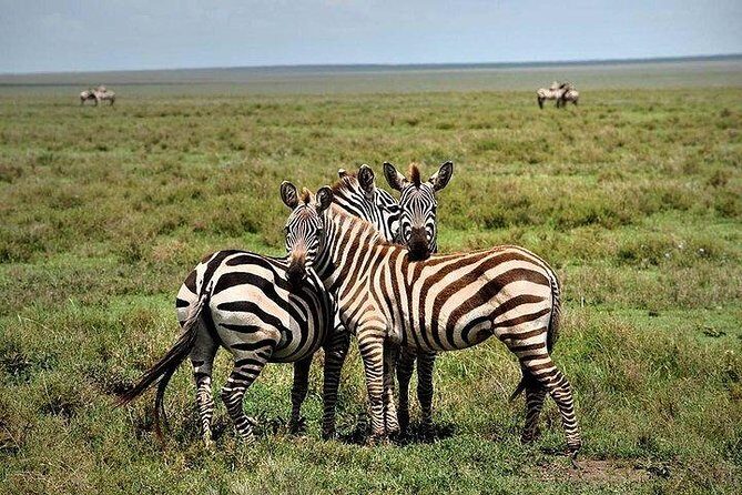 Lake Nakuru National park Day Tour From Nairobi - A Close Look at the Itinerary: What to Expect