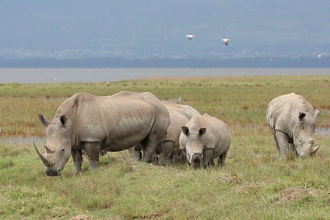 Lake Nakuru National park Day Tour From Nairobi - Practical Details: Timing, Group Size, and Physical Fitness
