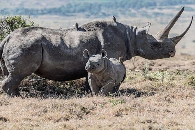 Lake Nakuru National park Day Tour From Nairobi - Authentic Experiences and Genuine Value