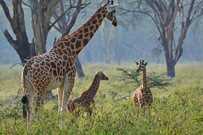 Lake Nakuru National park Day Tour From Nairobi - Who Would Love This Tour?