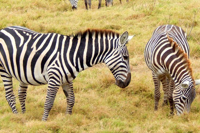 Lake Nakuru National park Day Tour From Nairobi - The Sum Up: Is This Tour Right for You?