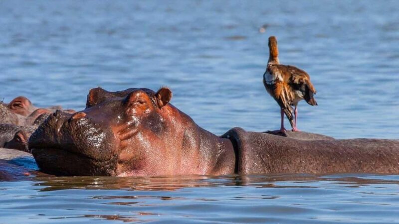 Lake Nakuru National Park Day Trip From Nairobi - FAQ