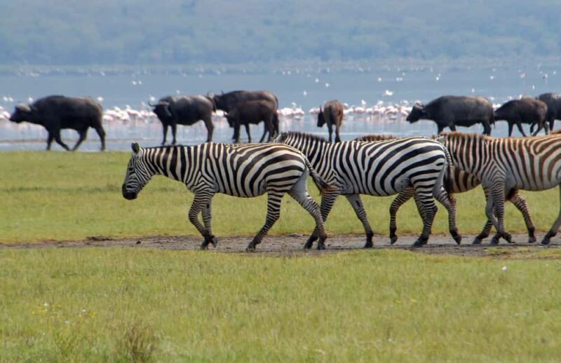 Lake Nakuru National Park ,Day Trip Tour. - The Itinerary Breakdown: What You Can Expect