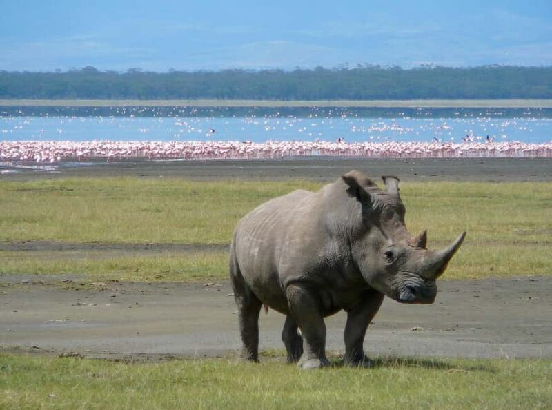 Lake Nakuru National Park ,Day Trip Tour. - The Cost and What You’re Getting