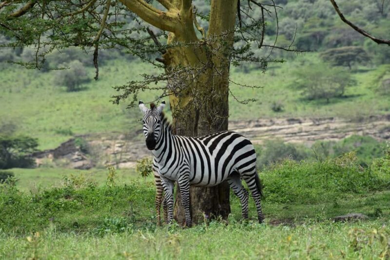 Lake Nakuru National Park Day Trip With Nakuru/Nairobi pick - Key Points