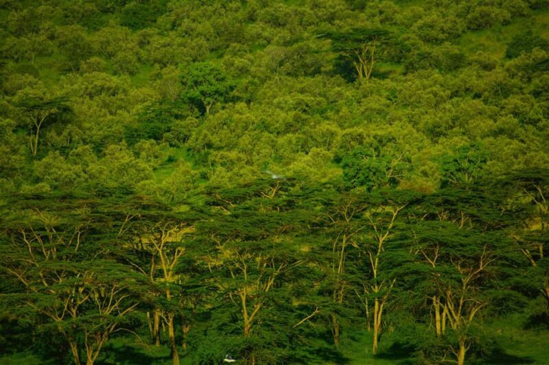 Lake Nakuru National Park Day Trip With Nakuru/Nairobi pick - Who Will Love This Tour?