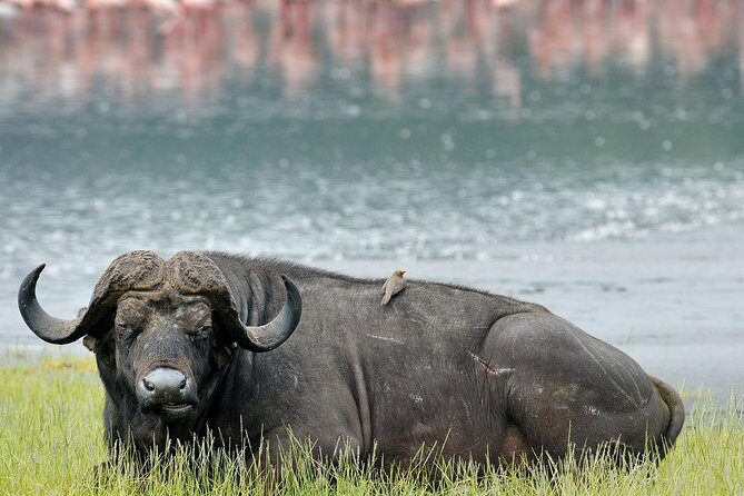 Lake Nakuru National Park - Day Trip (With Park Fees) - Lake Nakuru National Park - Day Trip (With Park Fees) — A Practical and Authentic Wildlife Experience