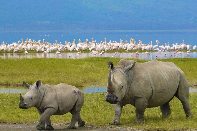 Lake Nakuru National Park - Day Trip (With Park Fees) - Key Points