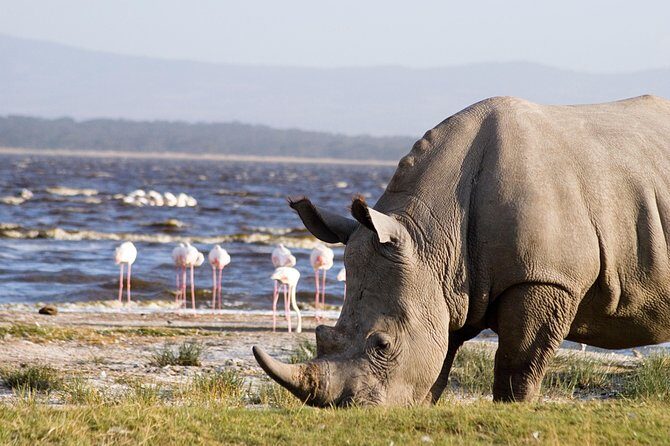 Lake Nakuru National Park daytrip - Key Points