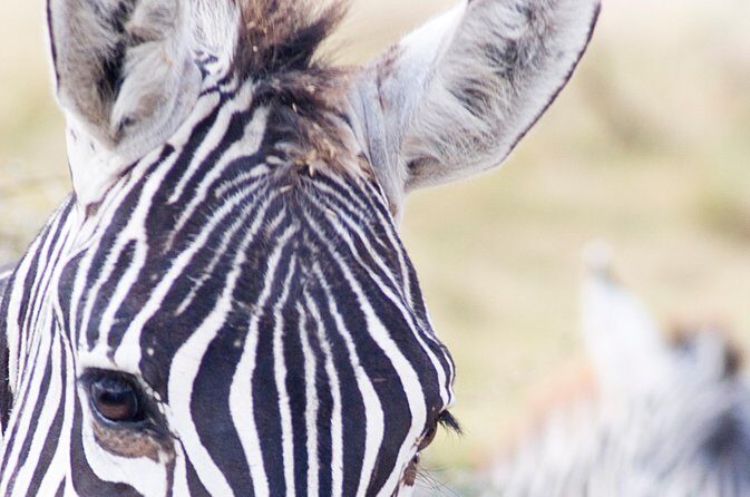 Lake Nakuru National Park daytrip - Why This Tour Delivers Value