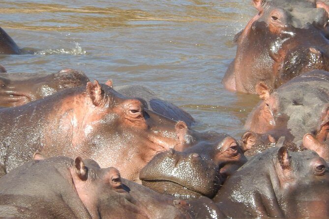 Lake Nakuru National park & Lake Naivasha Day tour from Nairobi - A Detailed Look at the Tour