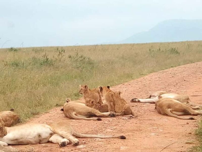 Lake Nakuru National Park Wildlife Highlights From Nairobi - What to Keep in Mind