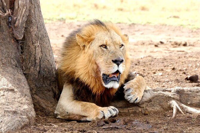 Lake Nakuru NP Half-Day Safari - Lake Nakuru NP Half-Day Safari: A Close-Up Look at Kenya’s Bird and Wildlife Paradise