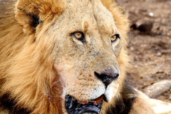 Lake Nakuru NP Half-Day Safari - Key Points