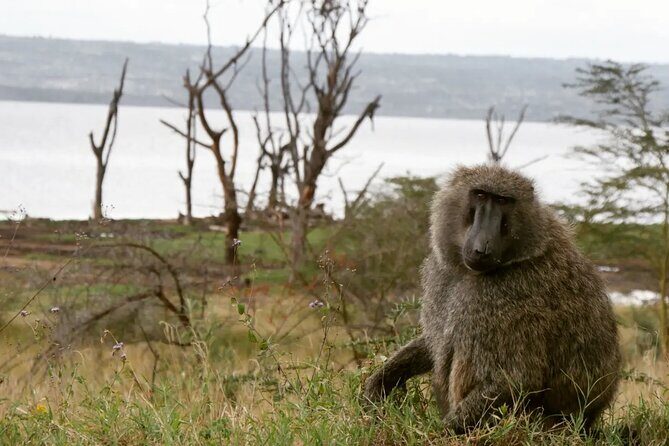 Lake Nakuru NP Half-Day Safari - Authentic Perspectives from Past Travelers