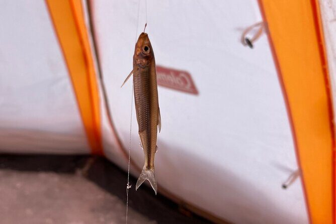Lake Nukabira Smelt Fishing Private Tour - Who Is This Tour Best For?