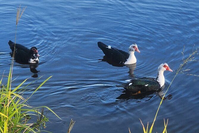 Lake Osborne Gator Watch Tour - Final Thoughts: Is It Right for You?