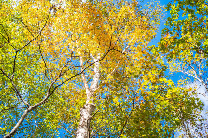 Lake Tachibana: Hike to a hidden lake! - The Experience: Authenticity and Educational Value