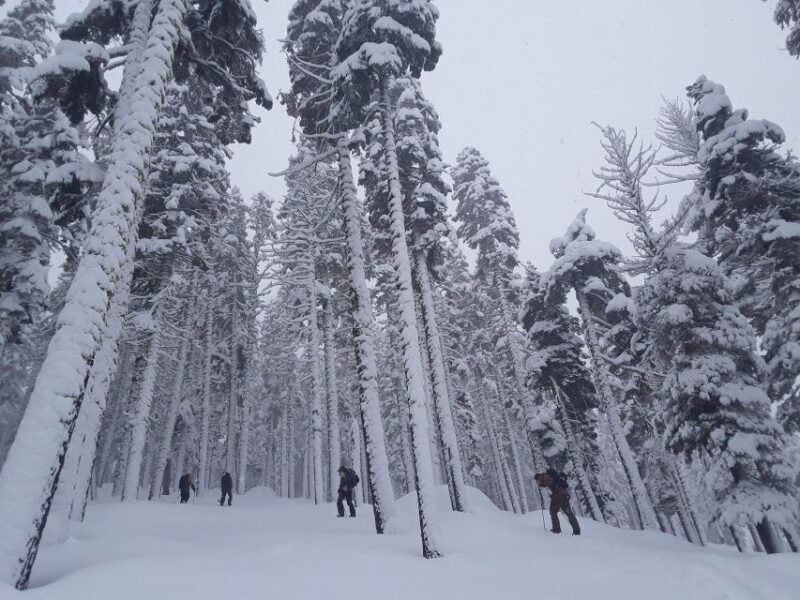 Lake Tahoe: Snowshoeing Guided Tour - Frequently Asked Questions
