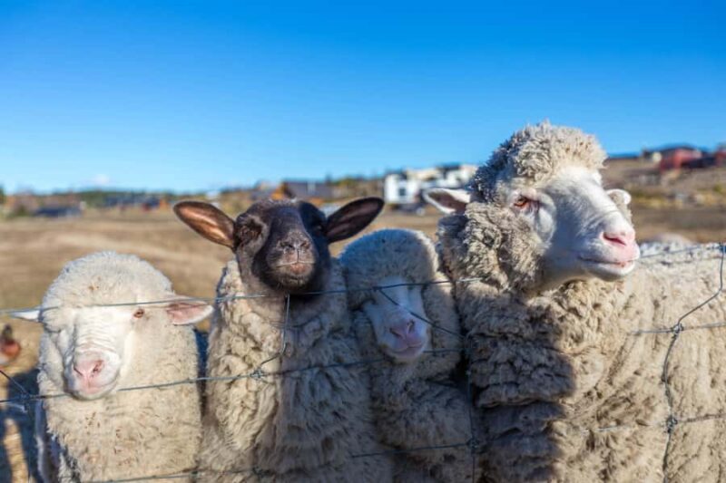 Lake Tekapo: Guided Petting Zoo Visit - Introduction