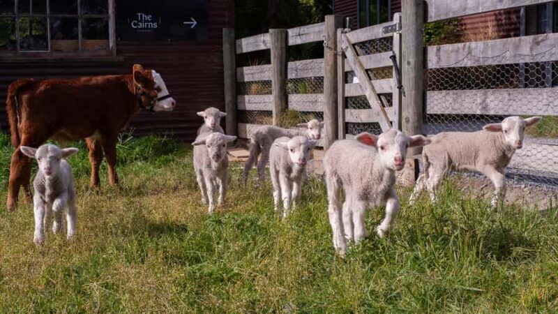 Lake Tekapo: Guided Petting Zoo Visit - The Itinerary in Detail