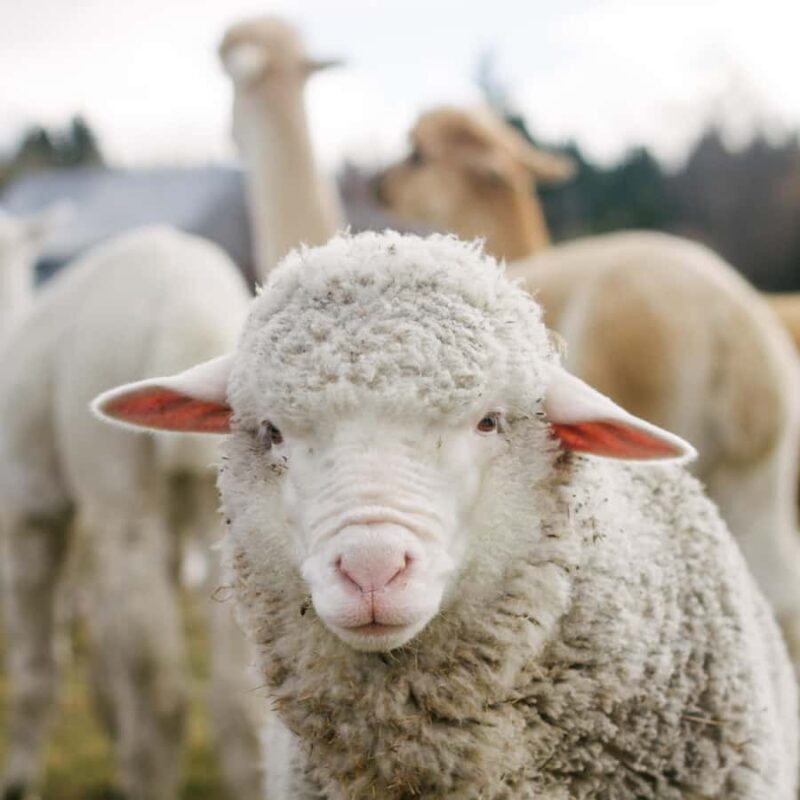 Lake Tekapo: Guided Petting Zoo Visit - Why This Experience Matters