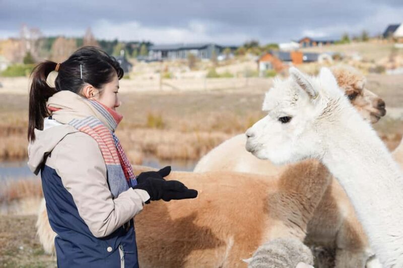 Lake Tekapo High Country Farm Tour (Carbon Positive) - Key Points